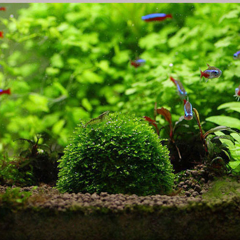 Moss Dome