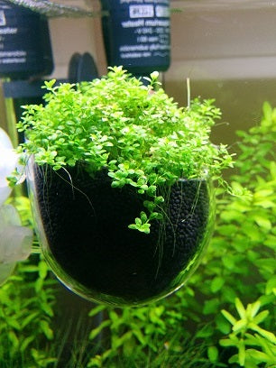 Glass Plant Pot
