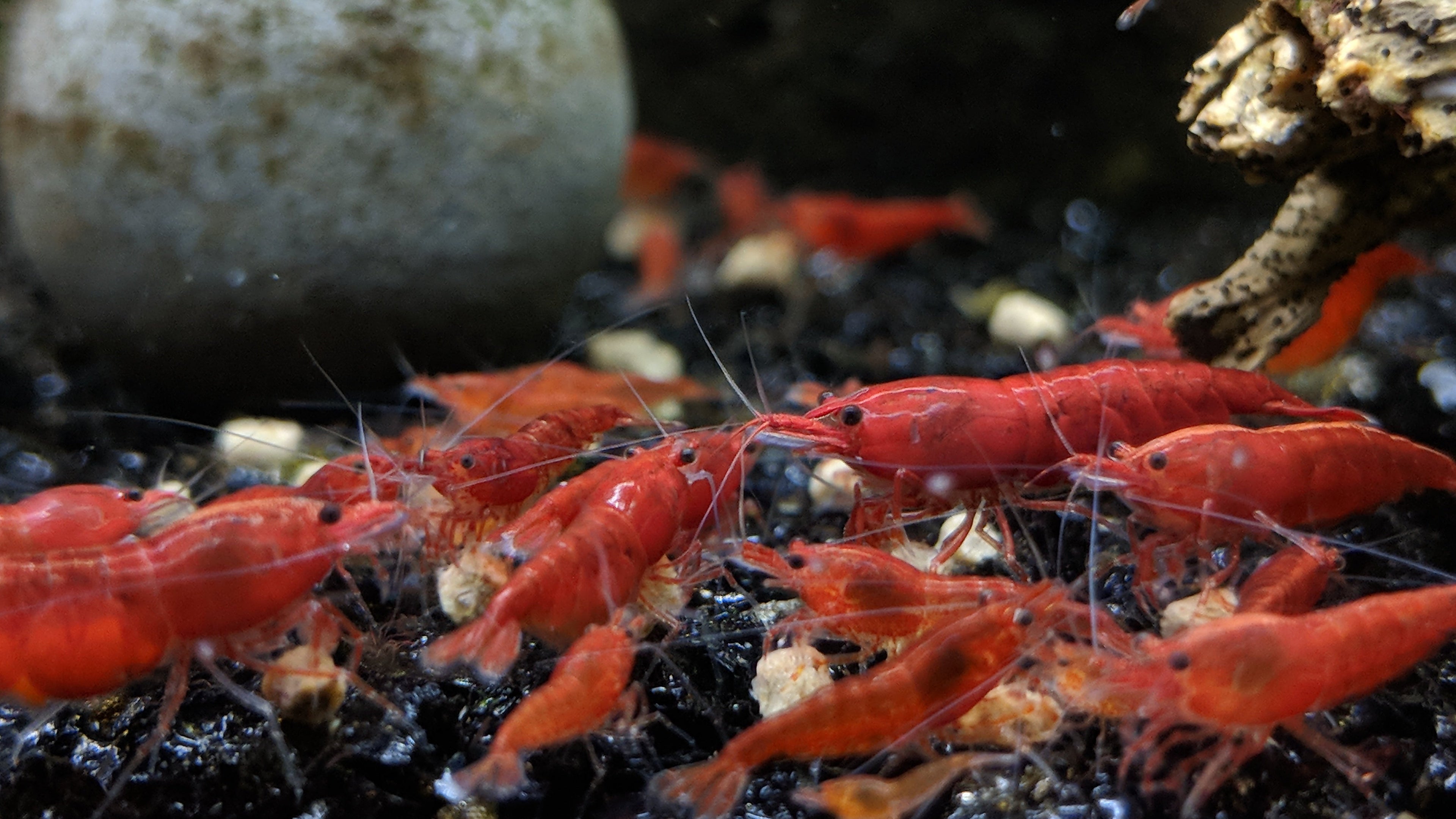 Red shrimp in an aquarium setting with rocks and gravel.