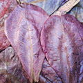 Indian Almond Leaves (10 Pack)