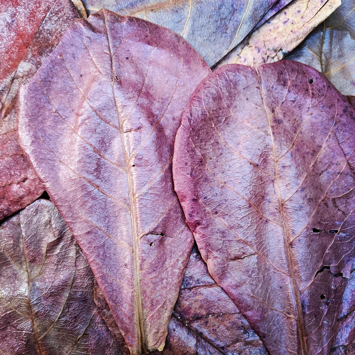 Indian Almond Leaves (10 Pack)