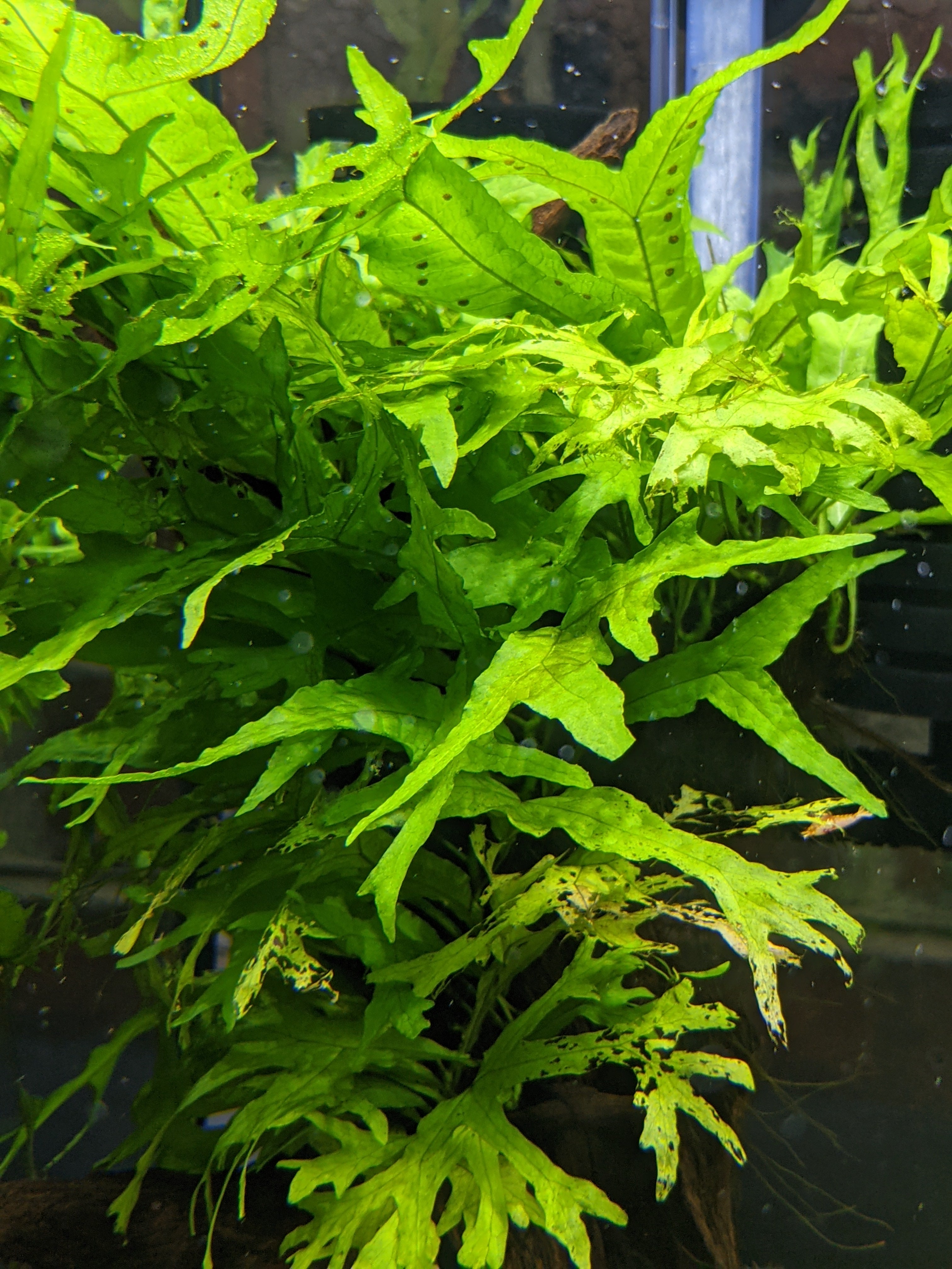 Thor's Hammer Fern