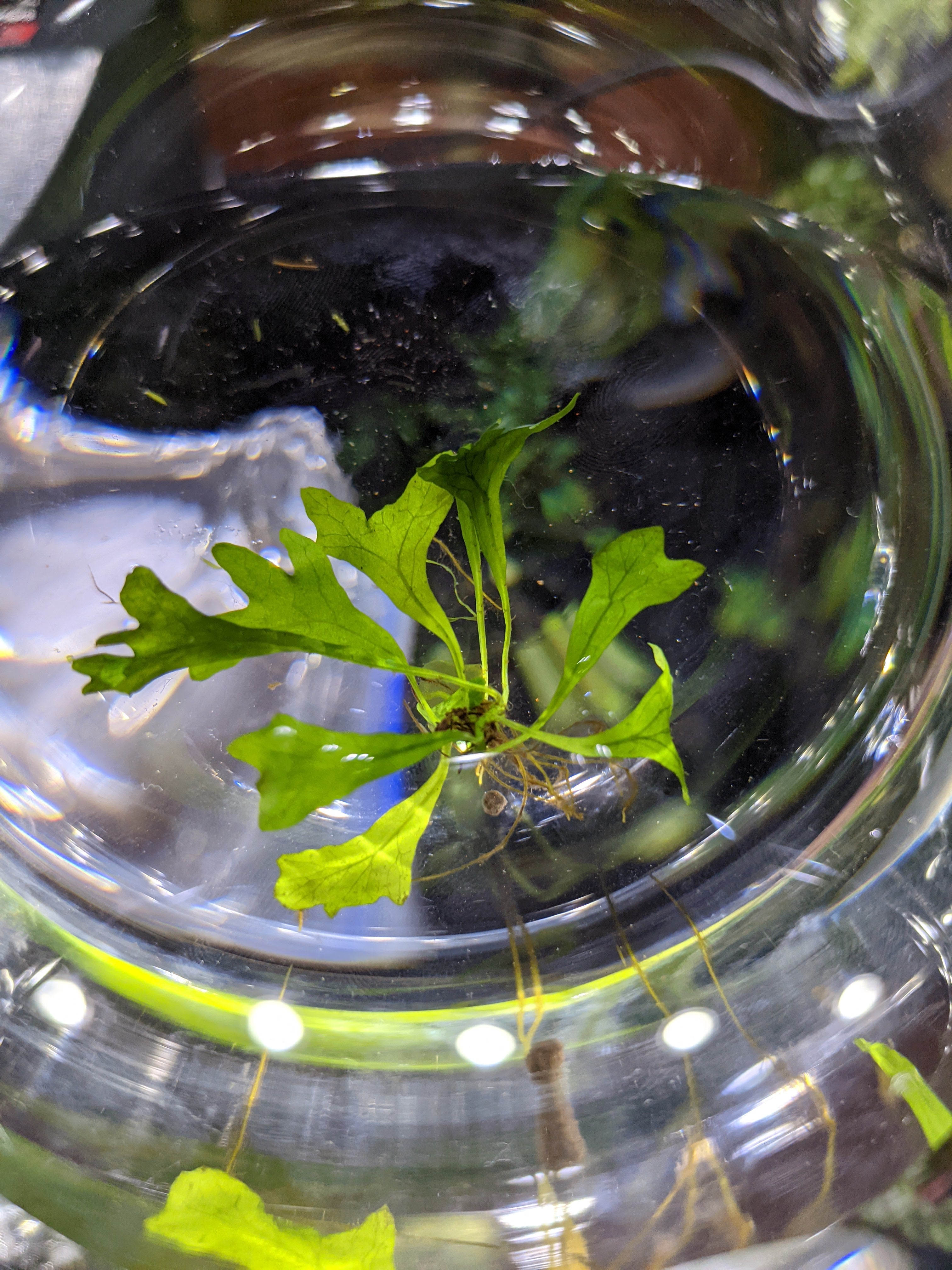 Thor's Hammer Fern