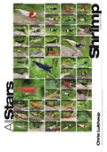 Shrimp All Stars Poster