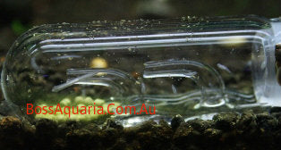 Planaria Trap